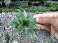 Veelgemaakte fouten bij het stekken van een ananas plant 4