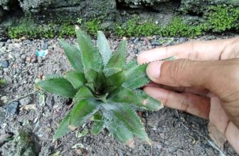 Veelgemaakte fouten bij het stekken van een ananas plant 4