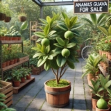 Ananasguave kopen voor je tuin