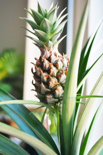 ananasplantje ananasplant